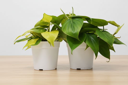 2 Philodendron Variety Pack - 4" Pots