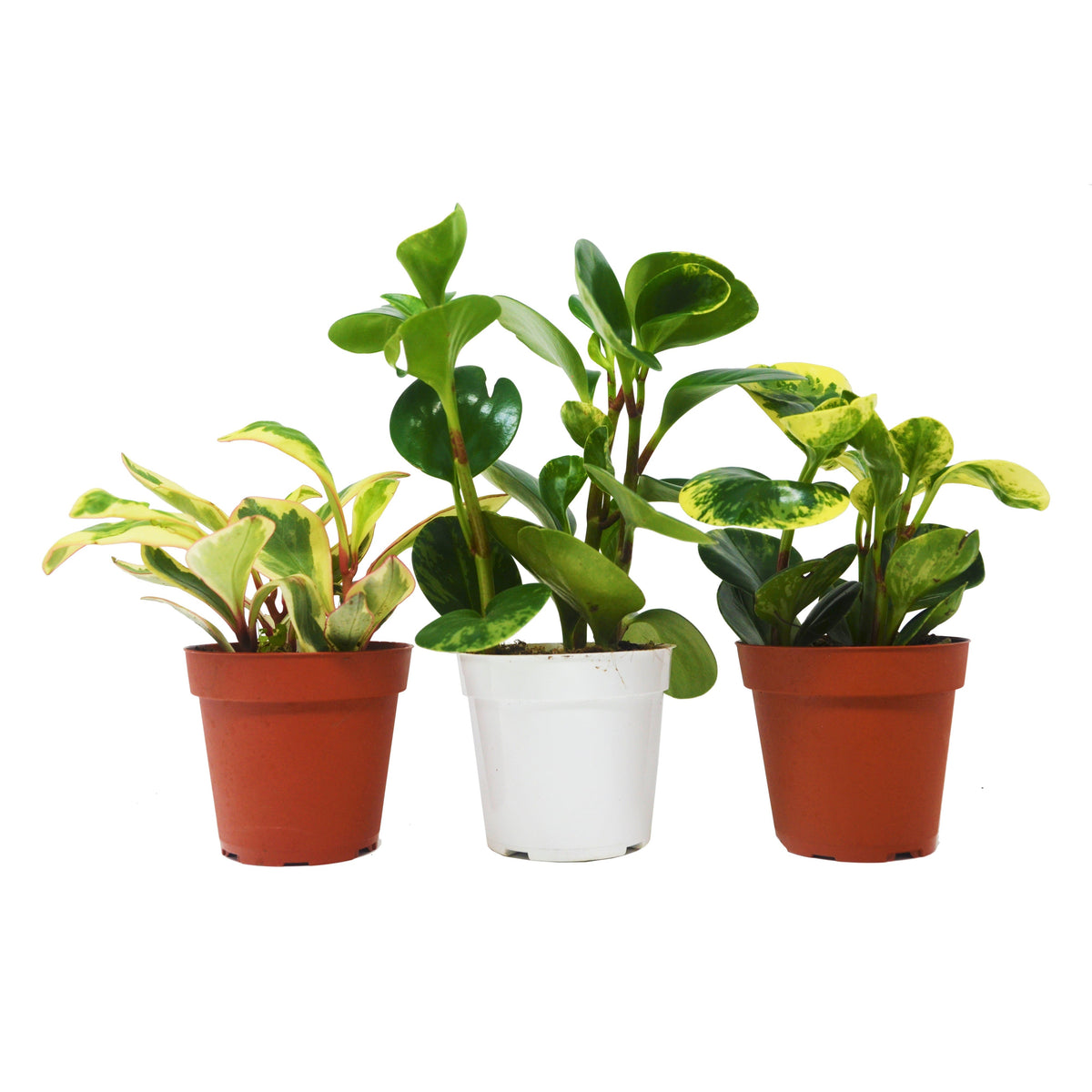 3 different peperomia rubber plants with green and variegated leaves on a white surface two in brown pots one in a white pot.