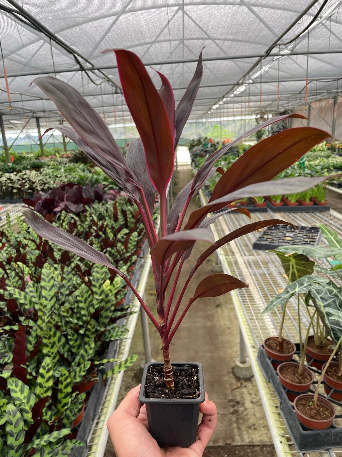 Hand holding a potted Cordyline ‘calypso queen’ plant with red and green leaves in a black pot in a greenhouse setting.