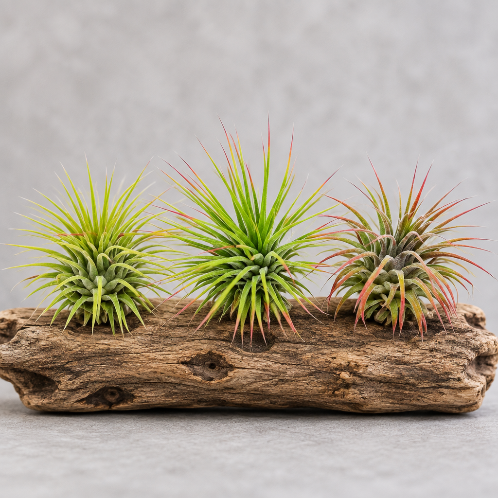 Three 3 Ionantha Guatemala Air Plants on a log with grey background