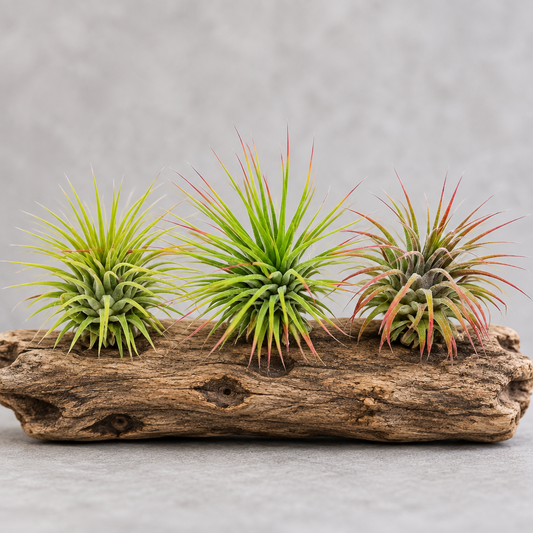 Three 3 Ionantha Guatemala Air Plants on a log with grey background