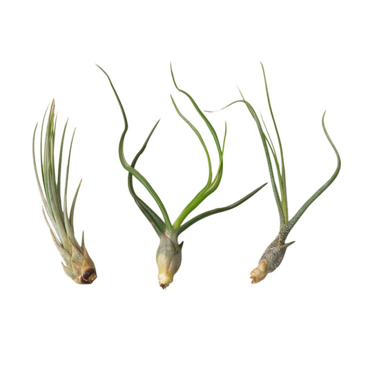 Three air plants on a brown log on sand on a white background and white surface.