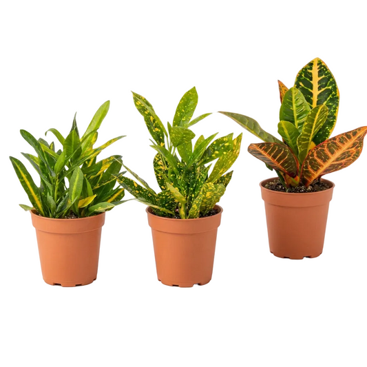 Three potted croton plants with green and vibrant variegated leaves growing in brown pots.