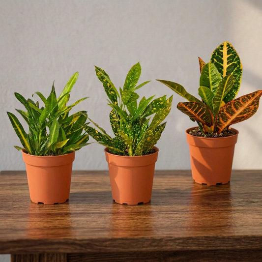 Three potted croton plants with green and variegated leaves in brown pots on a brown surface and grey background.