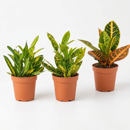 Three potted croton plants with green and variegated leaves in brown pots on a white surface and white background.