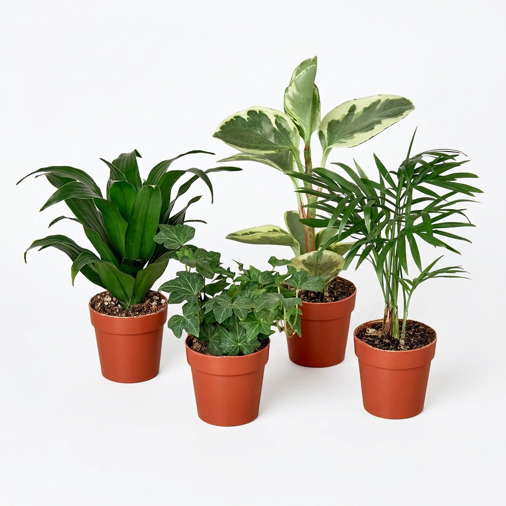Four potted houseplants ficus, palm, Dracaena, and English ivy with green leaves in 3 inch brown pots on a white background.