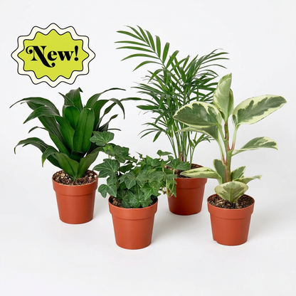 Four potted houseplants in 3 inch brown pots on a white background, with a yellow 'New!' badge in the top-left corner.