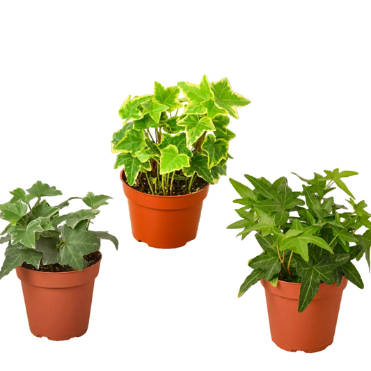 3 potted English ivy trailing houseplants with green and variegated leaves in small brown pots