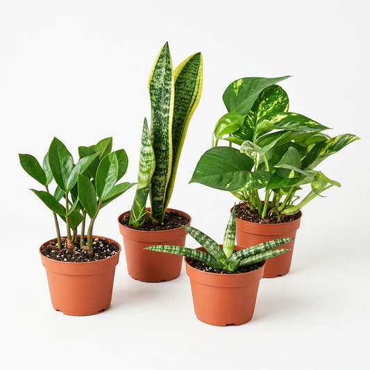 Easy care plants bundle with  snake plant, zz plant, golden pothos and  snake plant with green and variegated leaves in 6 inch brown pots against a white background and white surface.
