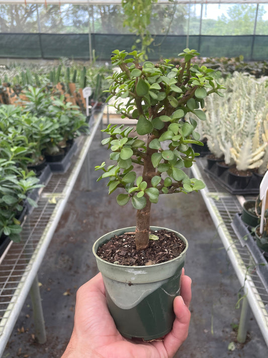 Small potted ‘Elephant Bush’ jade plant held in a hand with a greenhouse setting in the background