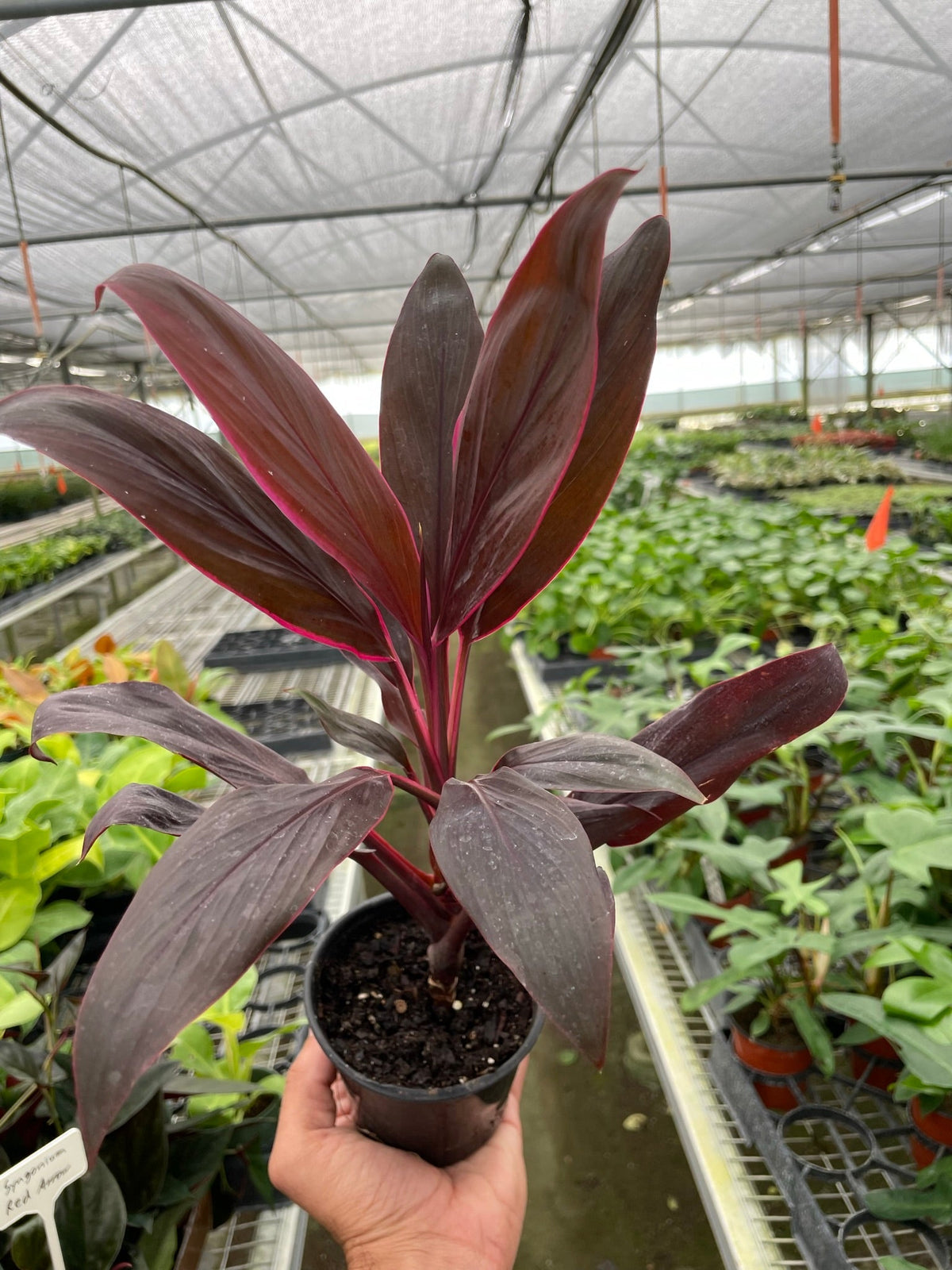 Potted cordyline ‘calyps queen’ plant with purple leaves held by a hand in a greenhouse setting