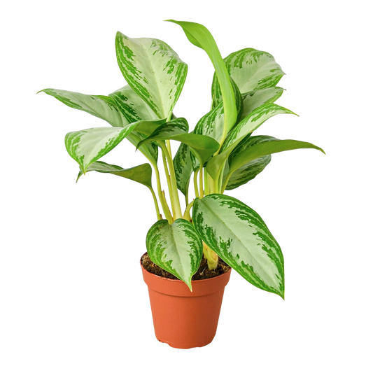 Potted Chinese evergreen silver bay plant that's easy-care houseplant with green and white leaves on a white background in a brown nursey pot