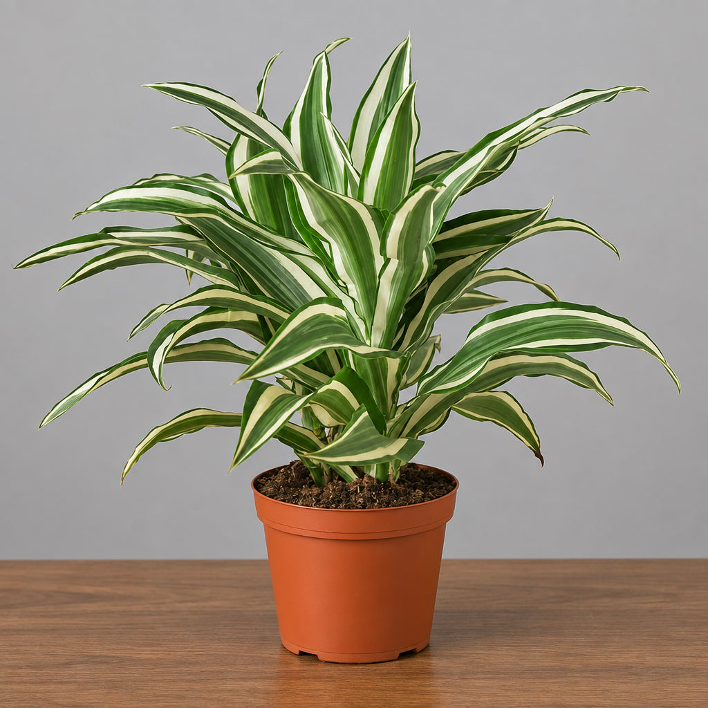 Dracaena Warneckii With green and white leaves in a brown out sitting in a brown table with grey background 