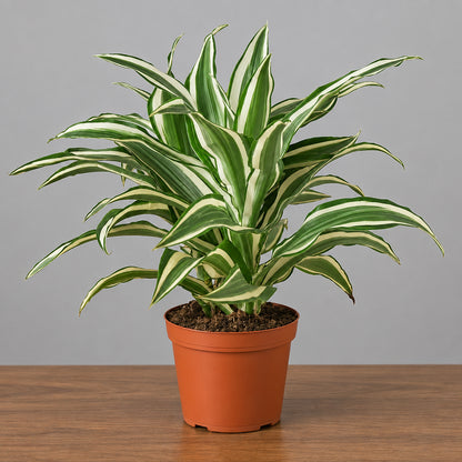Dracaena Warneckii With green and white leaves in a brown out sitting in a brown table with grey background 