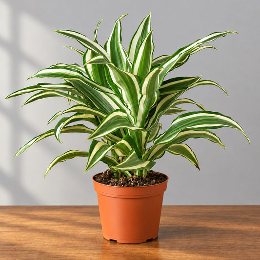 Dracaena Warneckii With green and white leaves in a brown out sitting in a brown table with grey background 