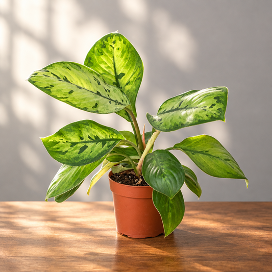 Potted ‘hematoma Shelby plant with green leaves on a brown surface with a grey background