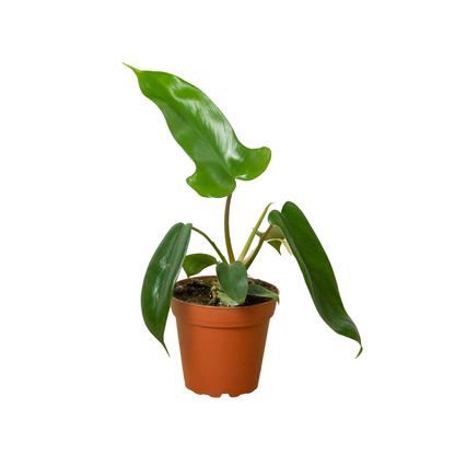 Potted philodendron Florida green plant with green leaves on a white background