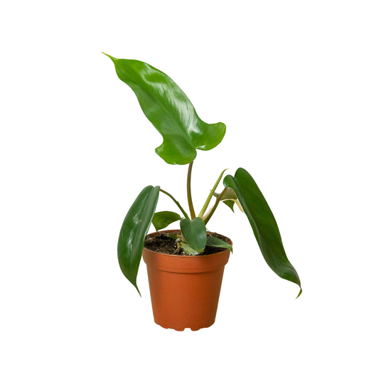 Potted philodendron Florida green plant with green leaves on a white background