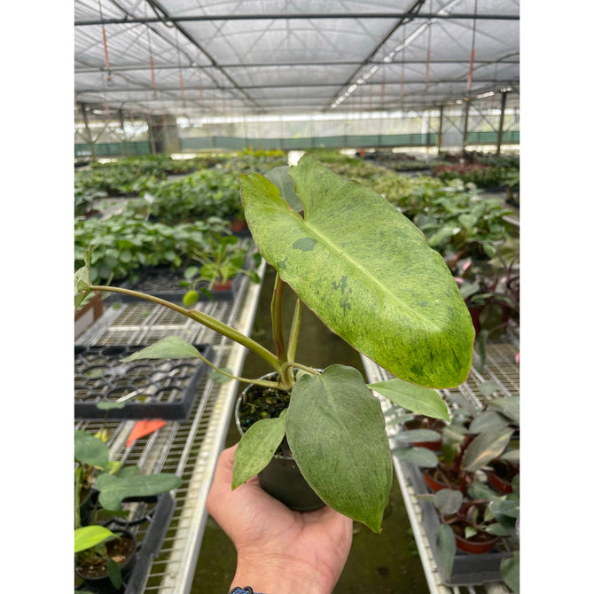 hand holding green plant with variegated leaves in a green house in a black pot