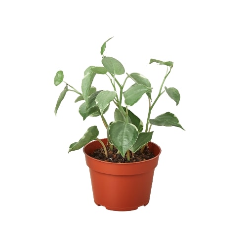 A small potted peperomia Cupid plant with heart-shaped leaves in a terracotta-colored plastic nursery pot, isolated on a white background.