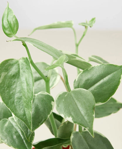 Close-up of a peperomia cupid  houseplant with a plain background