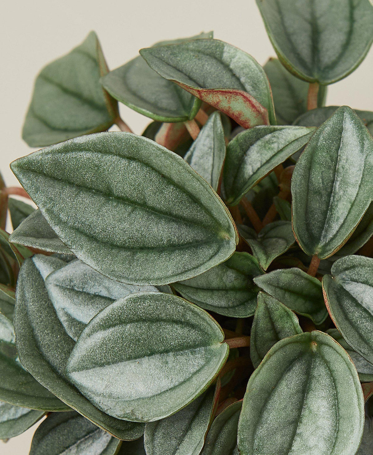 Close-up of a green peperomia ‘Napoli Nights’ plant with a plain background