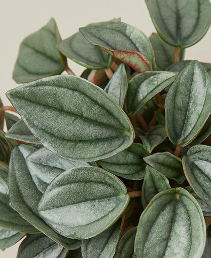 Close-up of a green peperomia ‘Napoli Nights’ plant with a plain background