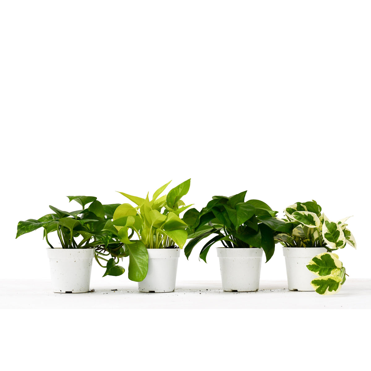 4 Different Pothos Plants in 4" Pots against a white background 