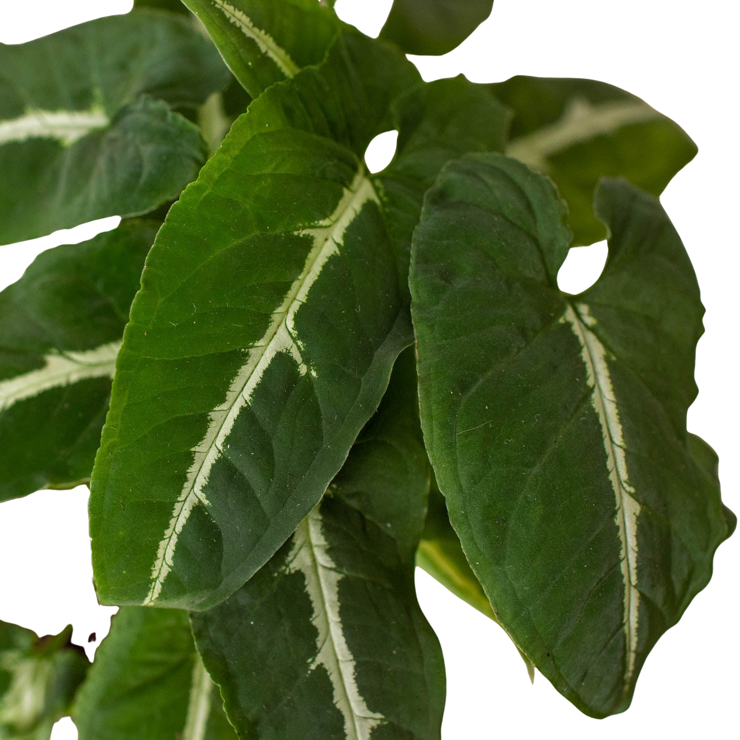 Close-up of green leaves with white veins on a white background