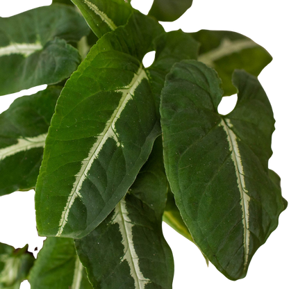 Close-up of a syngonium ‘black velvet’ with velvety green leaves with white veins on a grey.  background