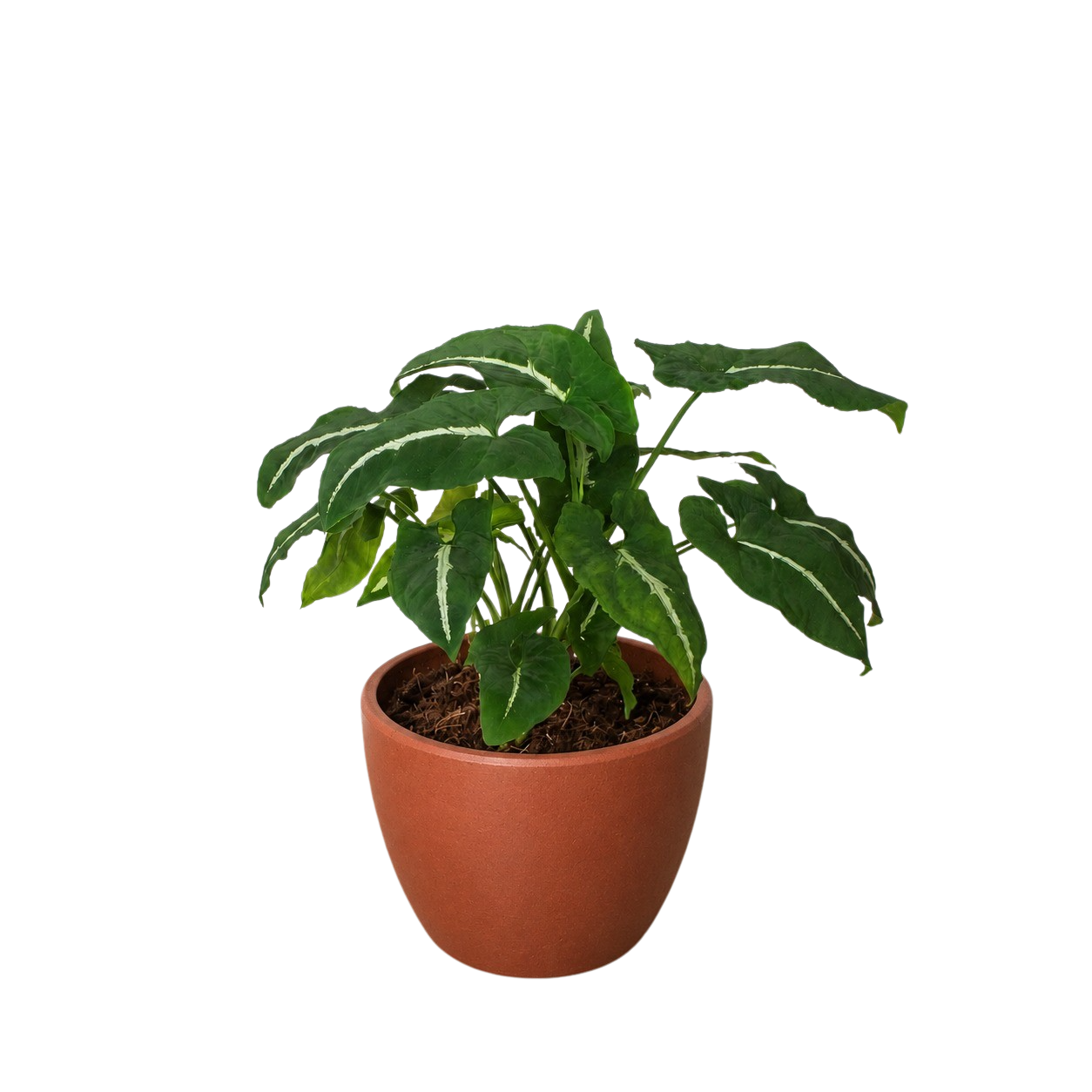 Potted plant with green leaves in a terracotta pot on a white background