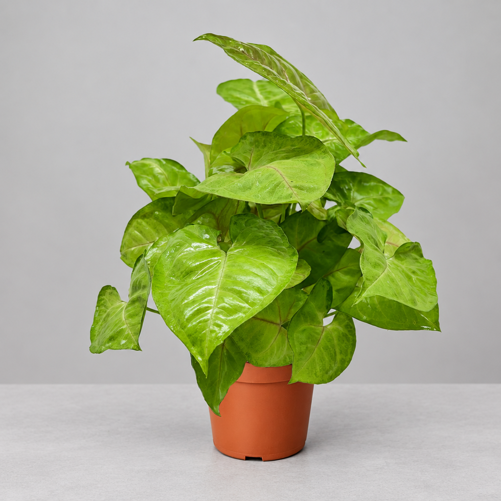 A potted syngonium ‘cream allusion’ houseplant with glossy heart-shaped leaves in a terracotta-colored plastic pot, isolated on a grey background.