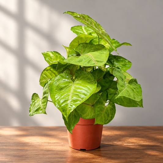 A potted green syngonium ‘cream allusion’ houseplant with glossy heart-shaped leaves in a brown colored plastic pot, isolated on a brown surface with a grey background.