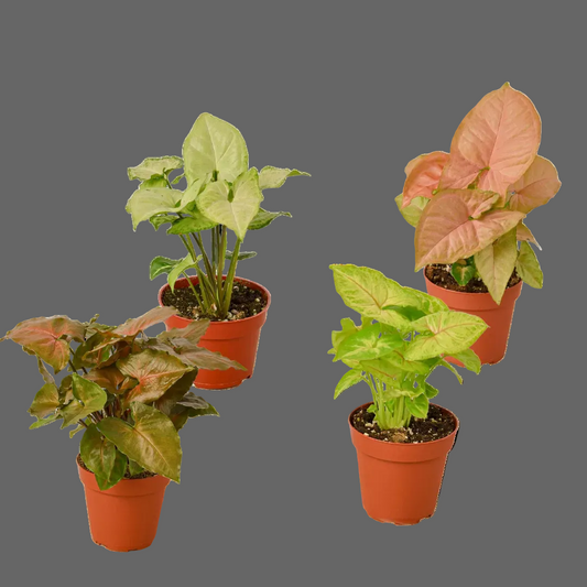 Four potted syngonium plants with green and pink leaves on a grey background