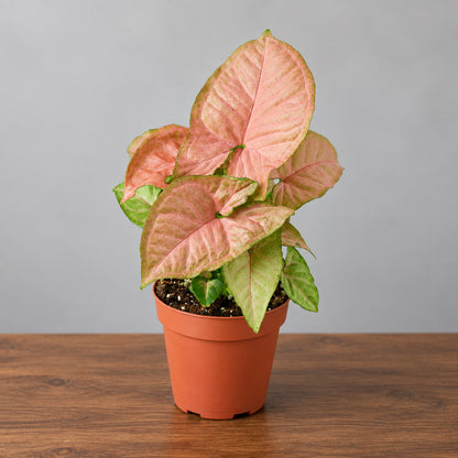 A potted variegated Syngonium plant with peach and green leaves in a terracotta-colored plastic pot, set against a clean white background.