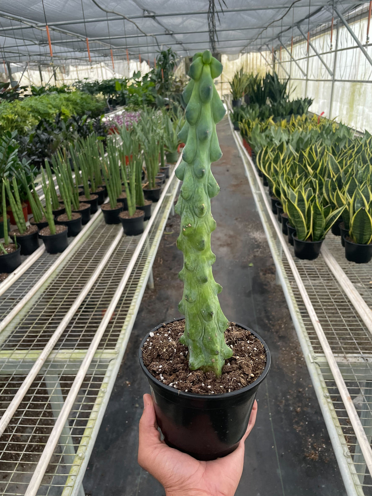 Potted boobie cactus in a greenhouse setting with black nursery pot