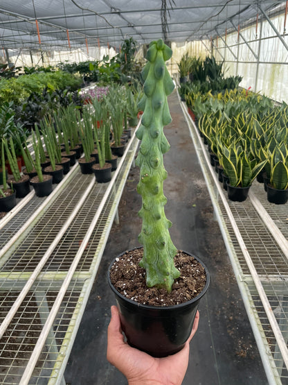 Potted boobie cactus in a greenhouse setting with black nursery pot