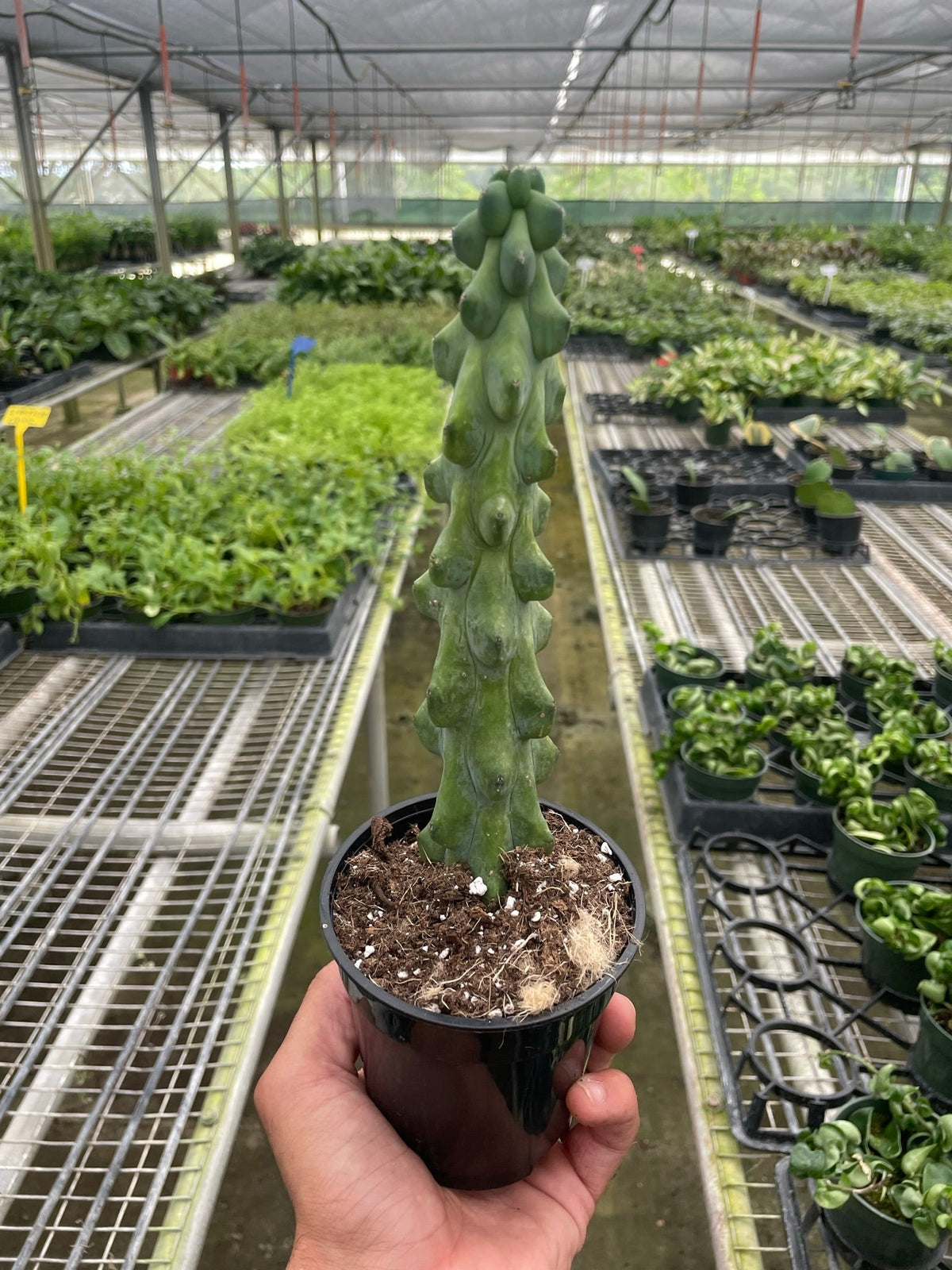 Hand holding a boobie cactus in a black nursery pot in a greenhouse setting
