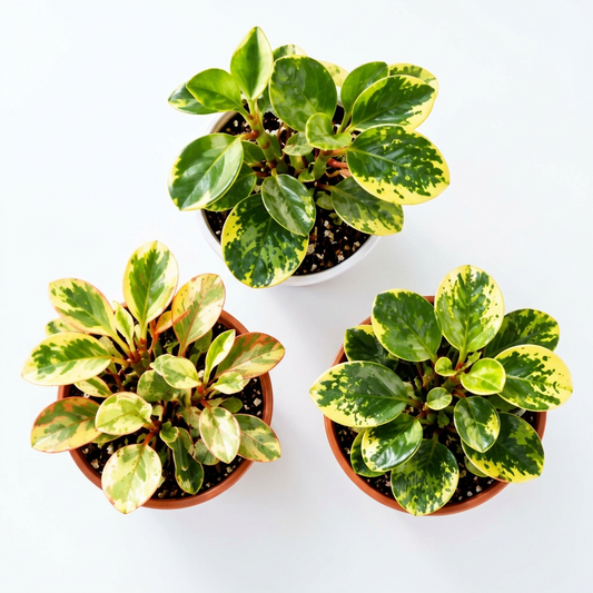 Over view of 3 different peperomia rubber  plants in brown 4” pots and one in a white 4” pot with white suface.
