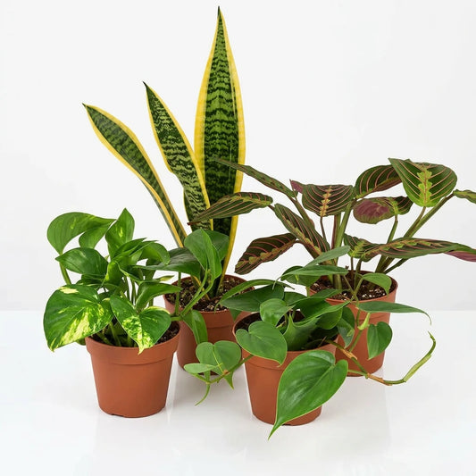 Small potted low-light plants: a Snake Plant, Golden Pothos, Prayer Plant, and two heartleaf philodendrons with big green leaves in brown 4 inch plastic pots on a white background.