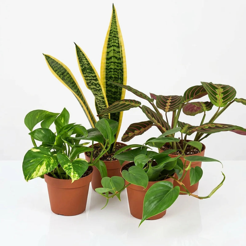 Small potted low-light plants: a Snake Plant, Golden Pothos, Prayer Plant, and two heartleaf philodendrons with big green leaves in brown 4 inch plastic pots on a white background.