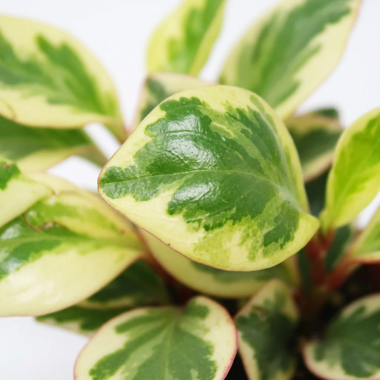 Close up of variegated peperomia succulent plant with green and cream white variegated leaves in a nursery pot.