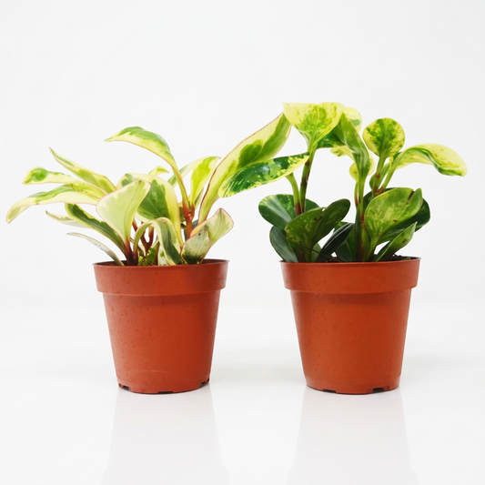 Two potted peperomia plants with green and variegated leaves in brown 4” pots on a white background.