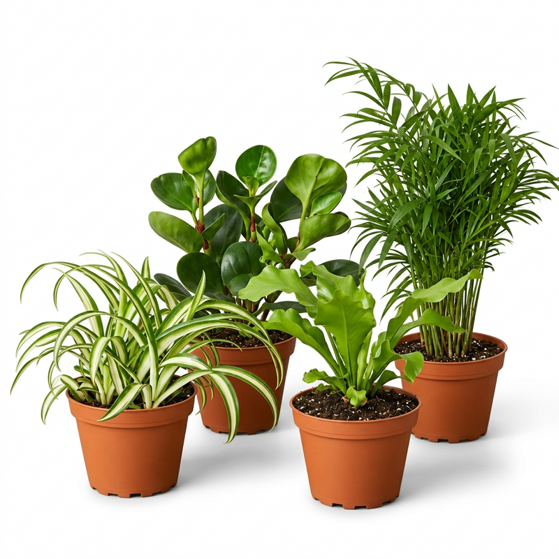 Four pet-friendly houseplants in 4” brown terracotta pots: spider plant, peperomia, bird's nest fern, and parlor palm on a white background and surface. 