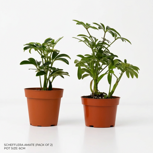 Two potted schefflera plants with green oblong fan like leaves in 4” brown pots on a white background.