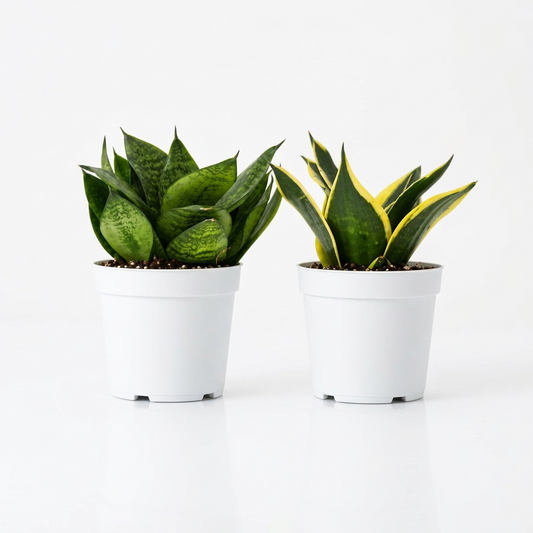Two 4” potted snake plant varieties in white speckled plastic pots, on a white surface shown against a solid white background.