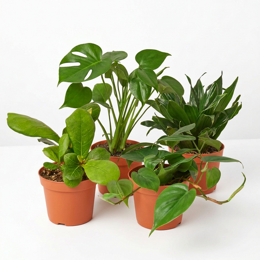 Potted monstera, dracaena, philodendron and ficus plants with green leaves in 4 inch brown pots on a white background.