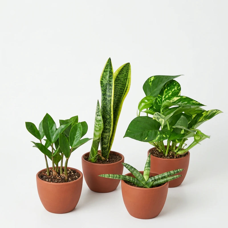 Potted snake plant, zz plant and golden pothos with green and variegated leaves in 4 inch brown terracotta pots sitting on a sold white surface with white background.