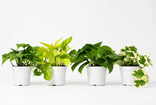 4 Different trailing Pothos plants with green, and variegated leaves in white 4" Pots on a solid white background.