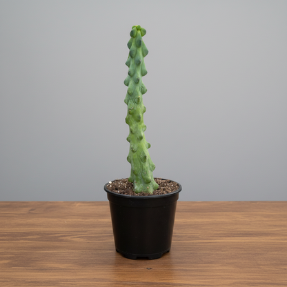 A green boobie cactus plant in a black plastic nursery pot filled with soil, on a brown table against a grey background
